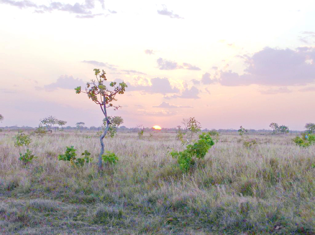 Atardecer en los Llanos de Guárico