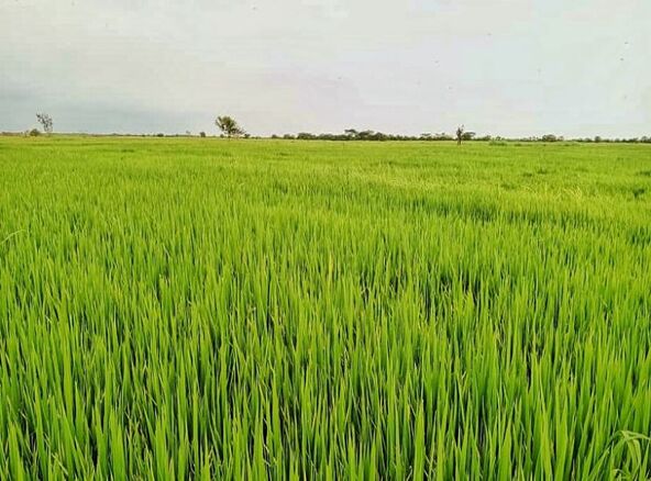 Siembra de arroz en Calabozo, estado Guárico